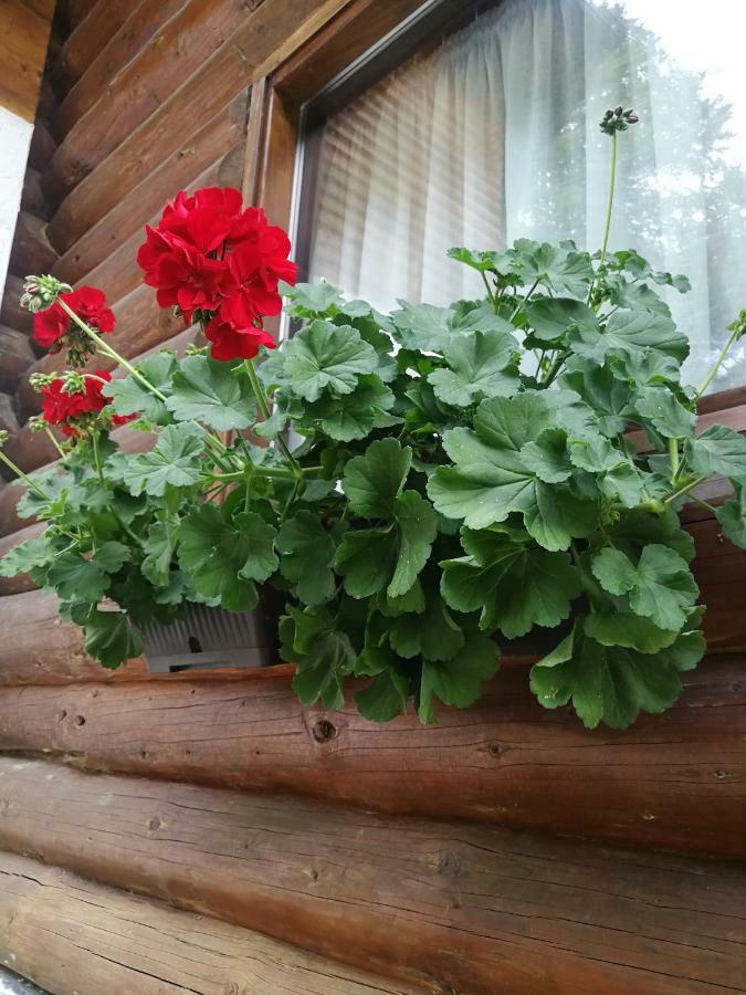 Cabana Rustic Balea Cîrţişoara Extérieur photo